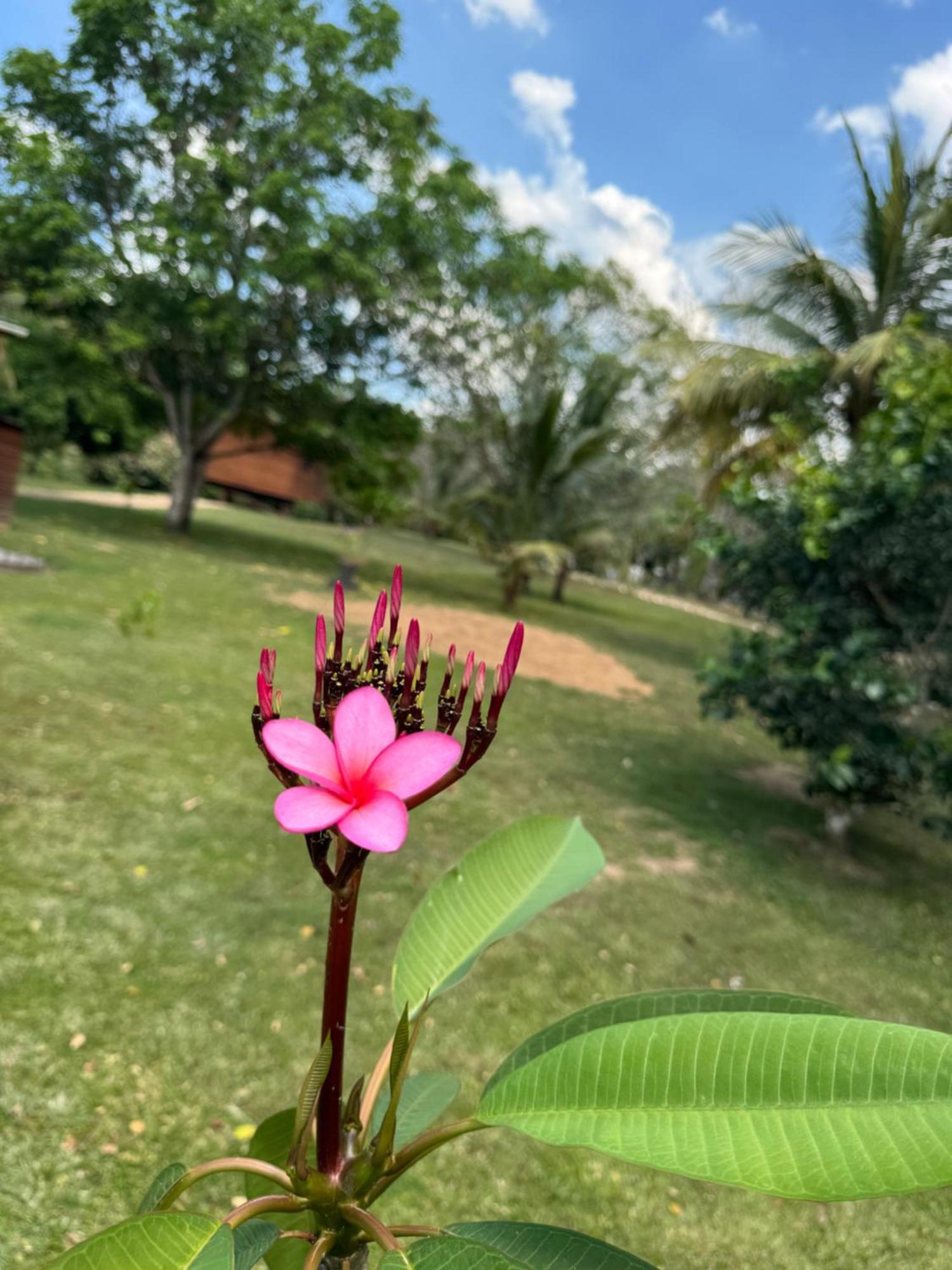 Yumas Riverfront Lodge San Ignacio Exteriér fotografie